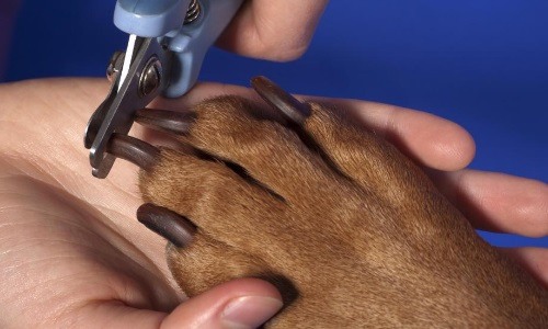 Triming Dog Nails