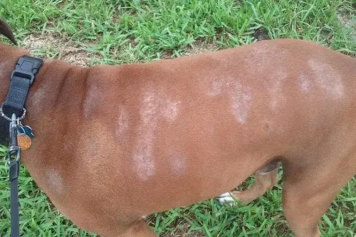 Dog Allergie Spots on Coat