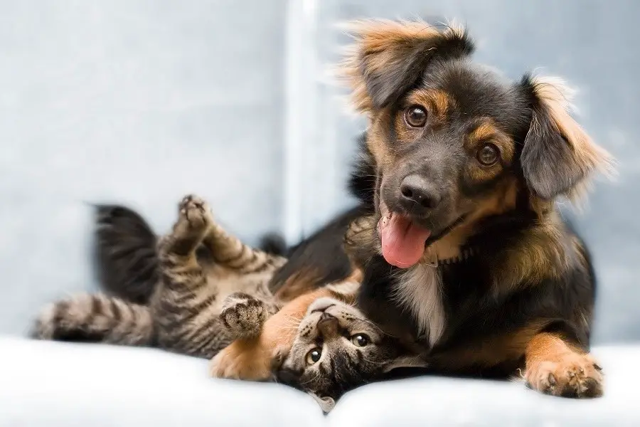 Cat And Dog Playing