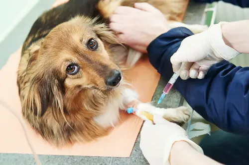 Dog Getting An Injection at Vets