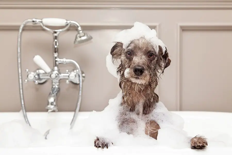 Little Terrier Dog Taking A Bubble Bath