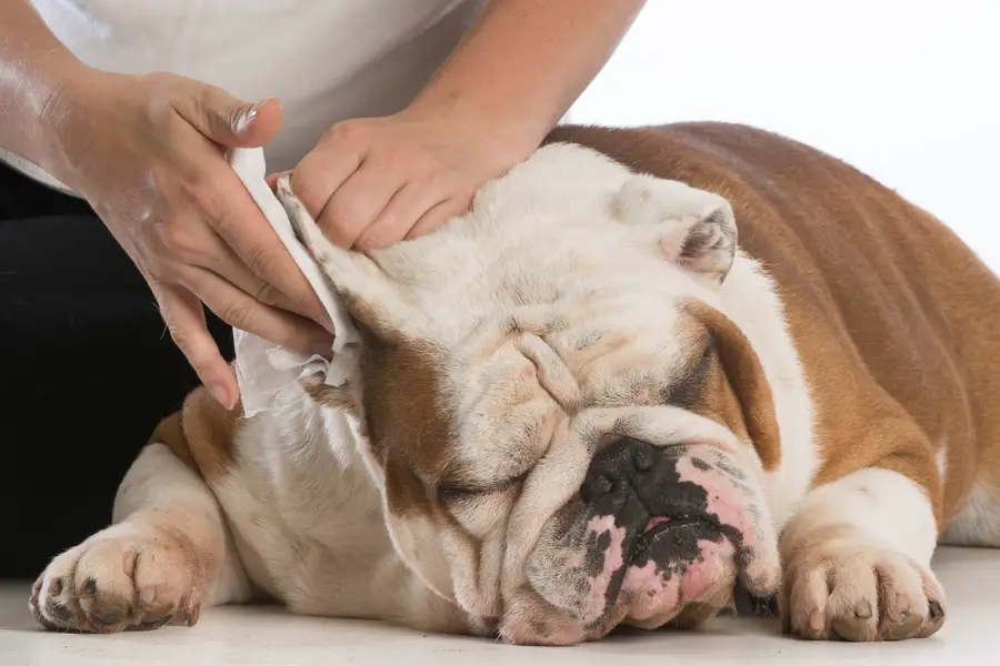 How To Use A Dog Ear Cleaner