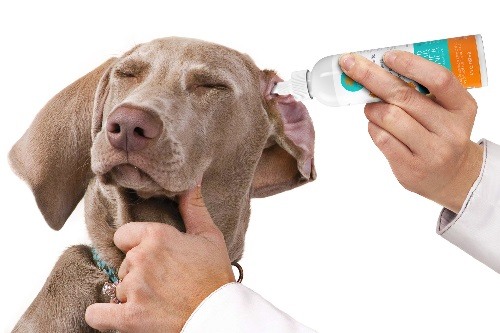 Dog Ear Cleaning Solution Being Inserted Into A Dogs Ear