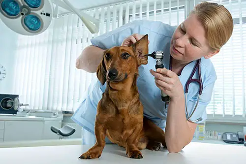 Dog Getting an ear checkup