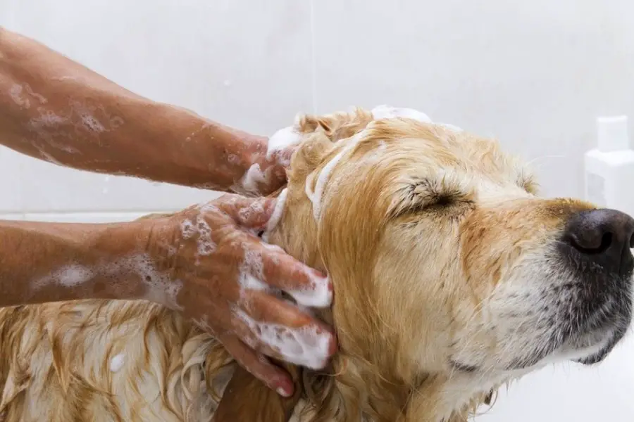 Comprahensive Dog Grooming and Health Guide