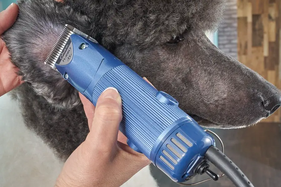 Grooming Dog With Oster Professional Turbo A5 Detachable Blade Dog Clipper