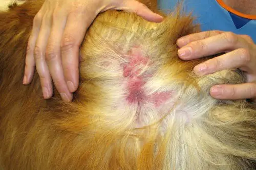 Dog Skin Irritation