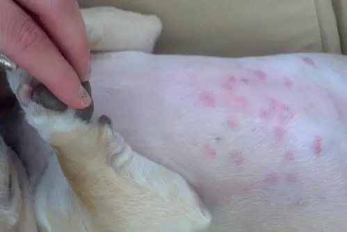 Red Skin Spots on a Dog Belly
