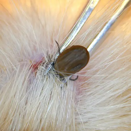 Using Tweezers for Tick Removal