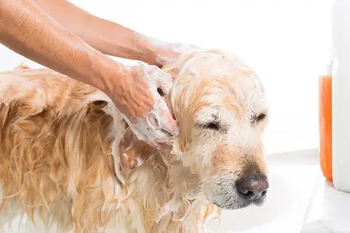 Tick Shampooing A Dog