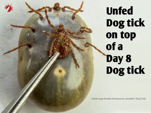 Unfeed Dog Ticks Vs Feed One