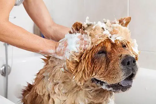 Shampooing Dogs Hair