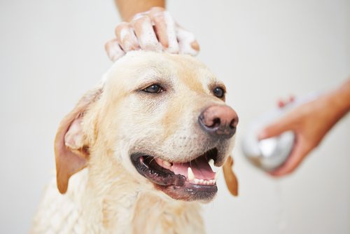 How often do you bathe your dog