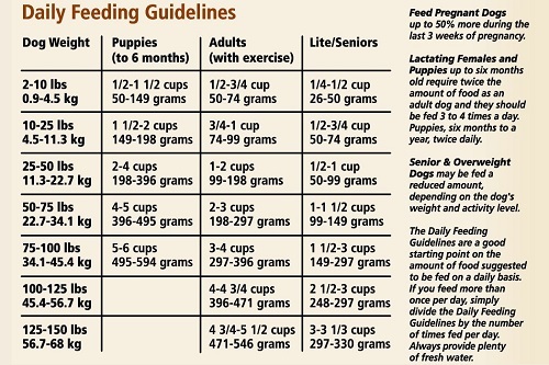 Dog Feeding Guidelines Illustration