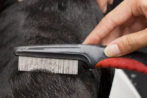 Quality Flea Comb for your dog