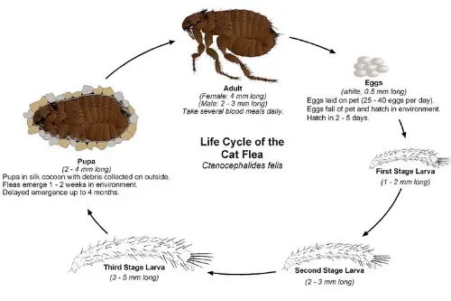 Complete Life Cycle of a Dog Flea