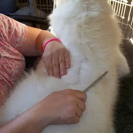 Combing a dog