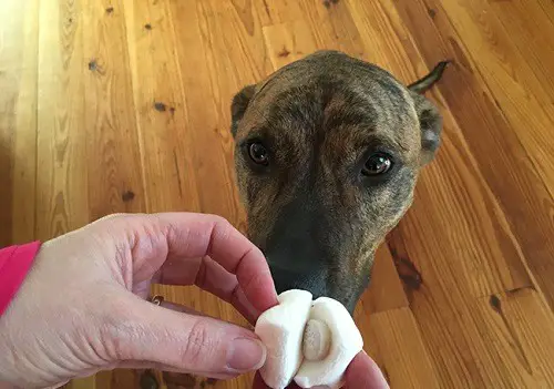 Supplemeants for Dogs in Marshmellow