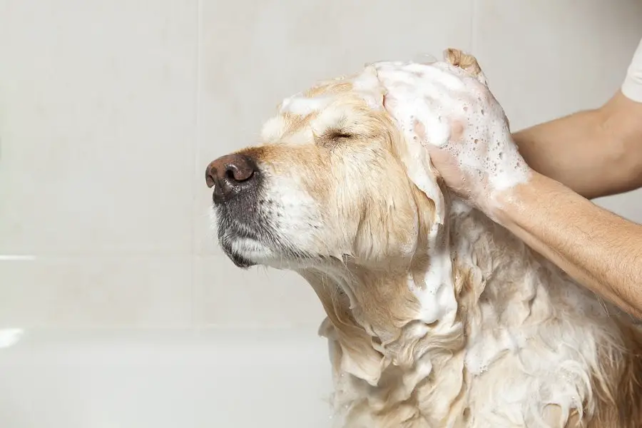 A Beginner’s Guide To Selecting The Best Dog Shampoo