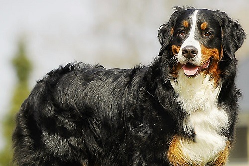 Beautiful Bernese Mountain Dog with Health Skin and Coat