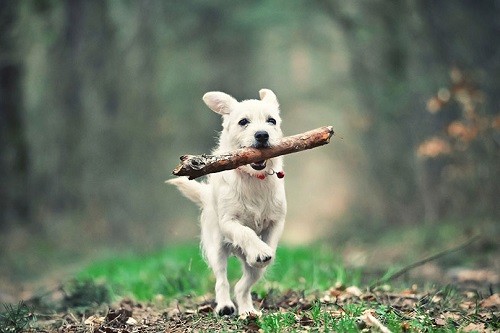 Healthy Dog With Stick Running