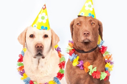 Two Dogs Celebrating Birthday