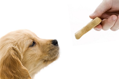 giving a treat to a small retriever