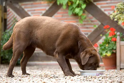 Labrador Retriever Eating Dog Food