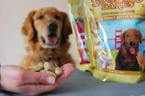 Dog Looking at Low Calorie Dog Treats