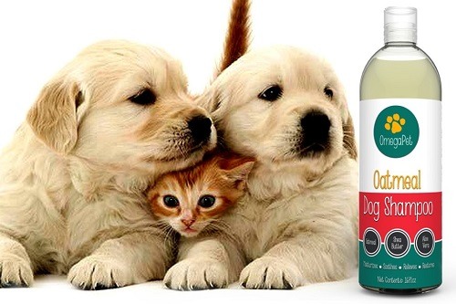 Two Puppies and a Kitten Next to a Bottle of Oatmeal Dog Shampoo
