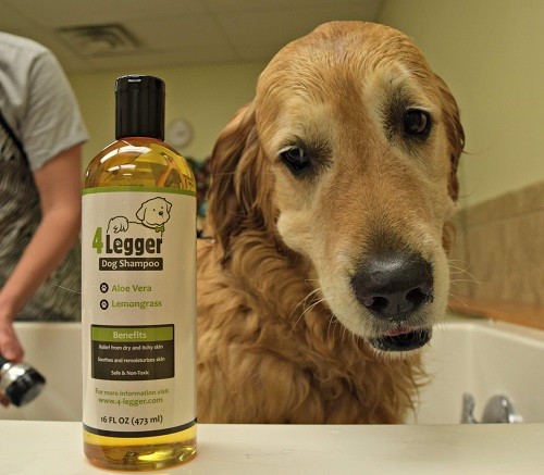 Dog Taking a Bath and Looking at a Bottle of Organic Dog Shampoo