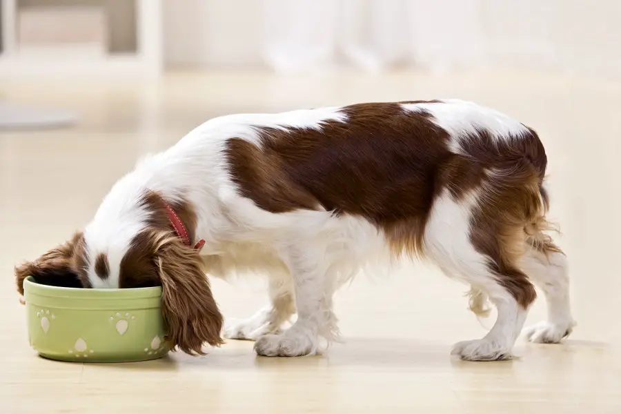 A Complete Guide On The Significance Of Feeding Your Pooch The Best Dog Food