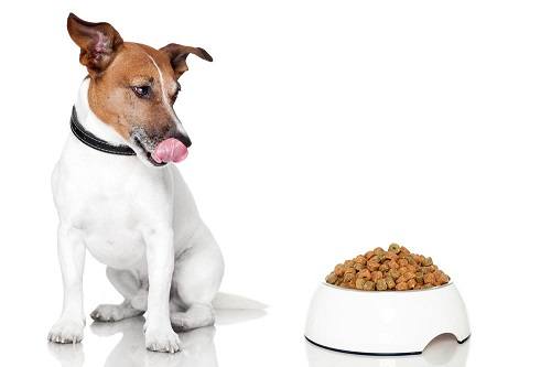 hungry puppy looking at a bowl with dog food