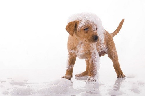 Washing a Puppy with Shampoo
