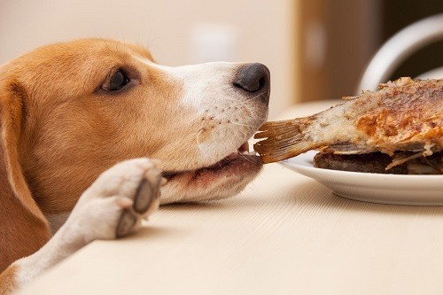 Puppy Stealing Fried Fish from Table