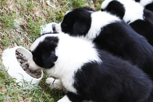 Cute Puppys Eating from a Bowl