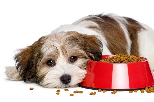 sad puppy next to a bowl with dog food