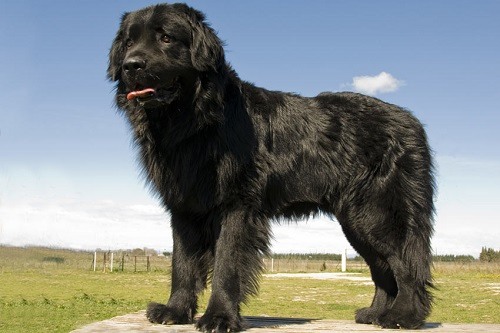 Newfoundland Dog with a Shiny Black Coat