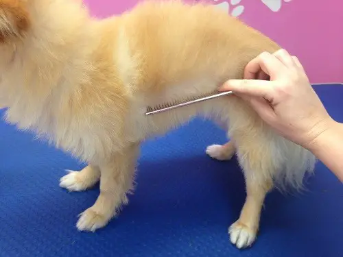 Brushing your dog before a bath reduces hair