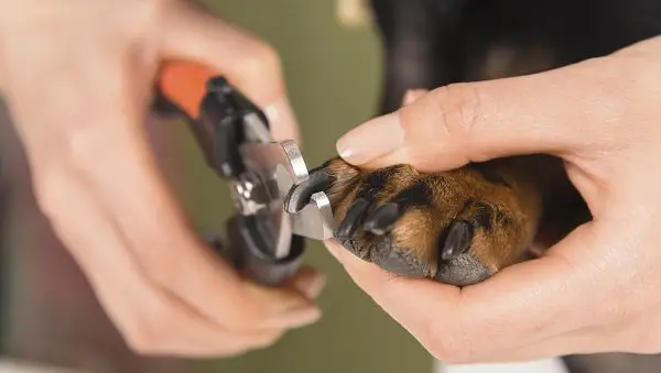 Trimming dog nails