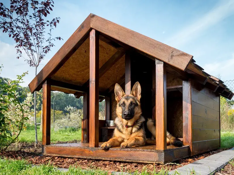 The Buying Guide To The Best Dog Kennel