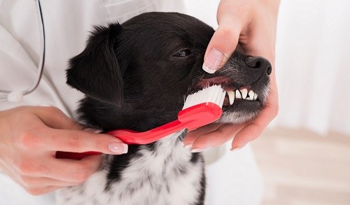Brushing your dog's teeth.