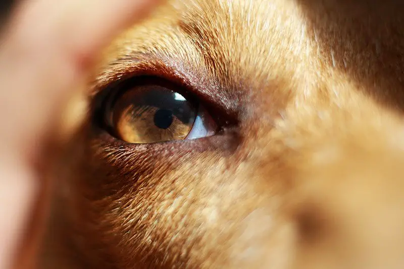 Eye Care For Dogs: A Guide To Keeping Your Pet’s Eyes Healthy