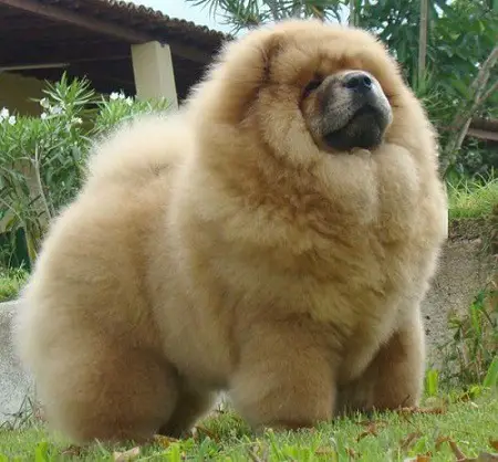 A dog with a big fur.