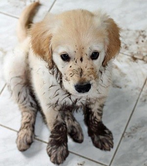 Muddy puppy.