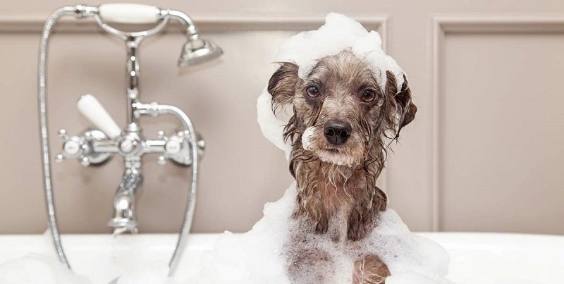 Dog Bathing: Reasons Why It Is Important And Some Tips