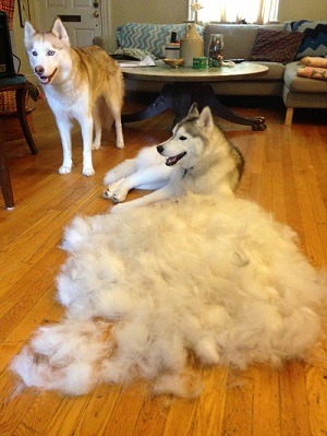 A pile of dog's fur.