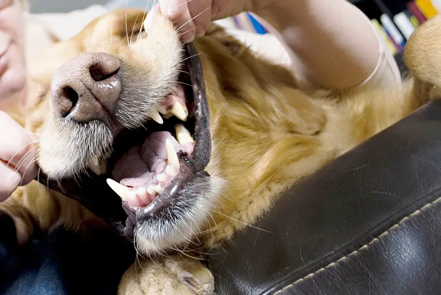 Caring For Your Dog’s Teeth: Reasons Why You Should