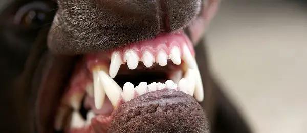 Dog teeth close-up.