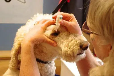 Applying eye drops to a dog.